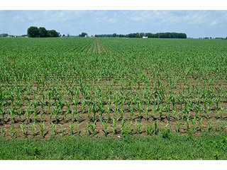 Property photo 90 - LAND AUCTION - 700+/- ACRES OFFERED IN 16 TRACTS IN ALLEN COUNTY, INDIANA